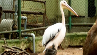 Pelicans drenched in Black Oil are rescued in Chennai