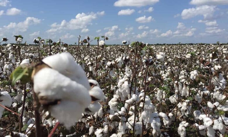 Cotton