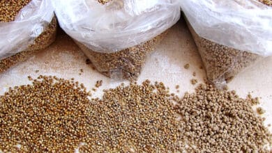 Study shows regular millet consumption can combat anemia