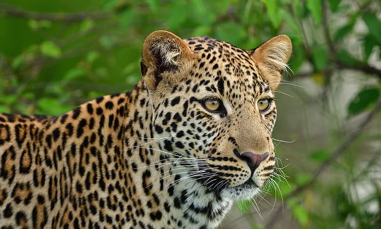 TN forest department intensifies search for killer leopard