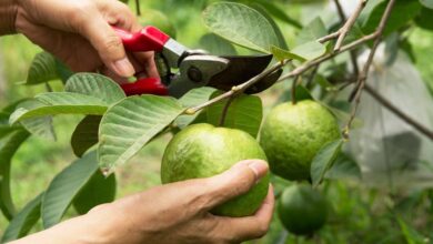 Sri Konda Laxman Telangana Horticultural University (SKLTGHU) recommends increasing area of fruits and vegetables cultivation in its 'Perspective Plan' released on Thursday, October 8, 2025.