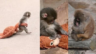 Adorable baby monkey Punch playing with a plush toy, showcasing its playful nature.