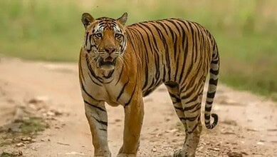 Representational image of a tiger