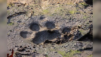 Pug marks of a tiger discovered in Siddipet villages, indicating tiger presence and activity in the.