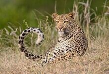 Leopard resting in grassland after entering Sircilla village, causing panic among residents.