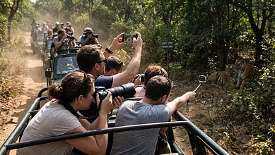 Tourists on safari vehicle taking photos of tigers in the wild, surrounded by lush greenery and dense for.