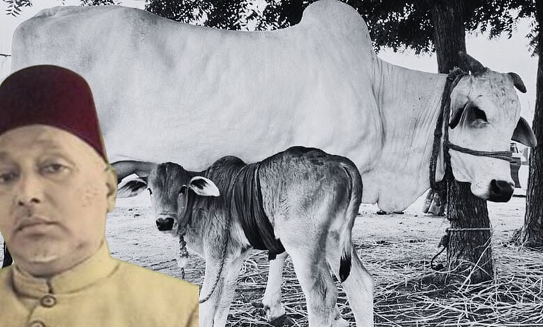 A man wearing a traditional red cap and beige kurta standing outdoors with a white cow and calf in the ba.