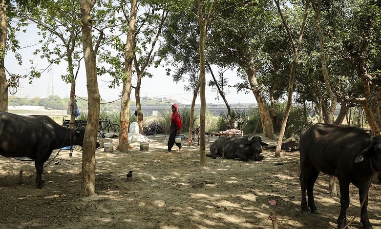 A woman tending to cattle in a shaded rural area with trees and open land.