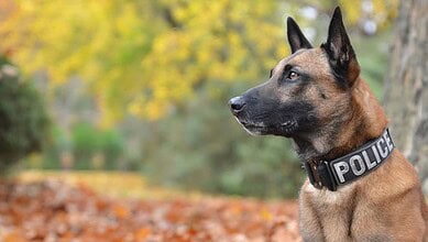 Belgian Malinois police dog wearing a 'POLICE' collar in a park setting.