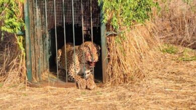 Leopard moving around Hyderabad airport finally caught by traps