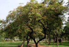 Hyderabad gets 'Tree City of the World tag' for second year