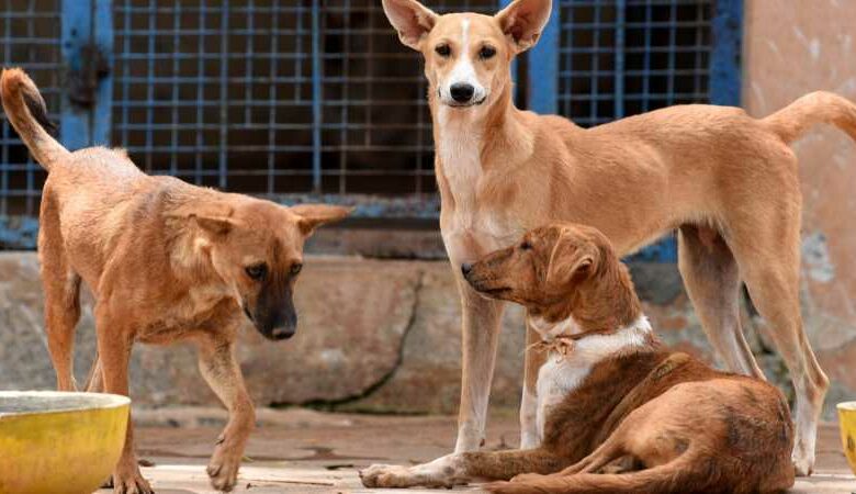 Telangana: Stray dog mauls infant to death; locals kill the dog