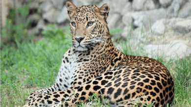 Mumbai woman escapes mauling, scares off leopard with her walking stick!