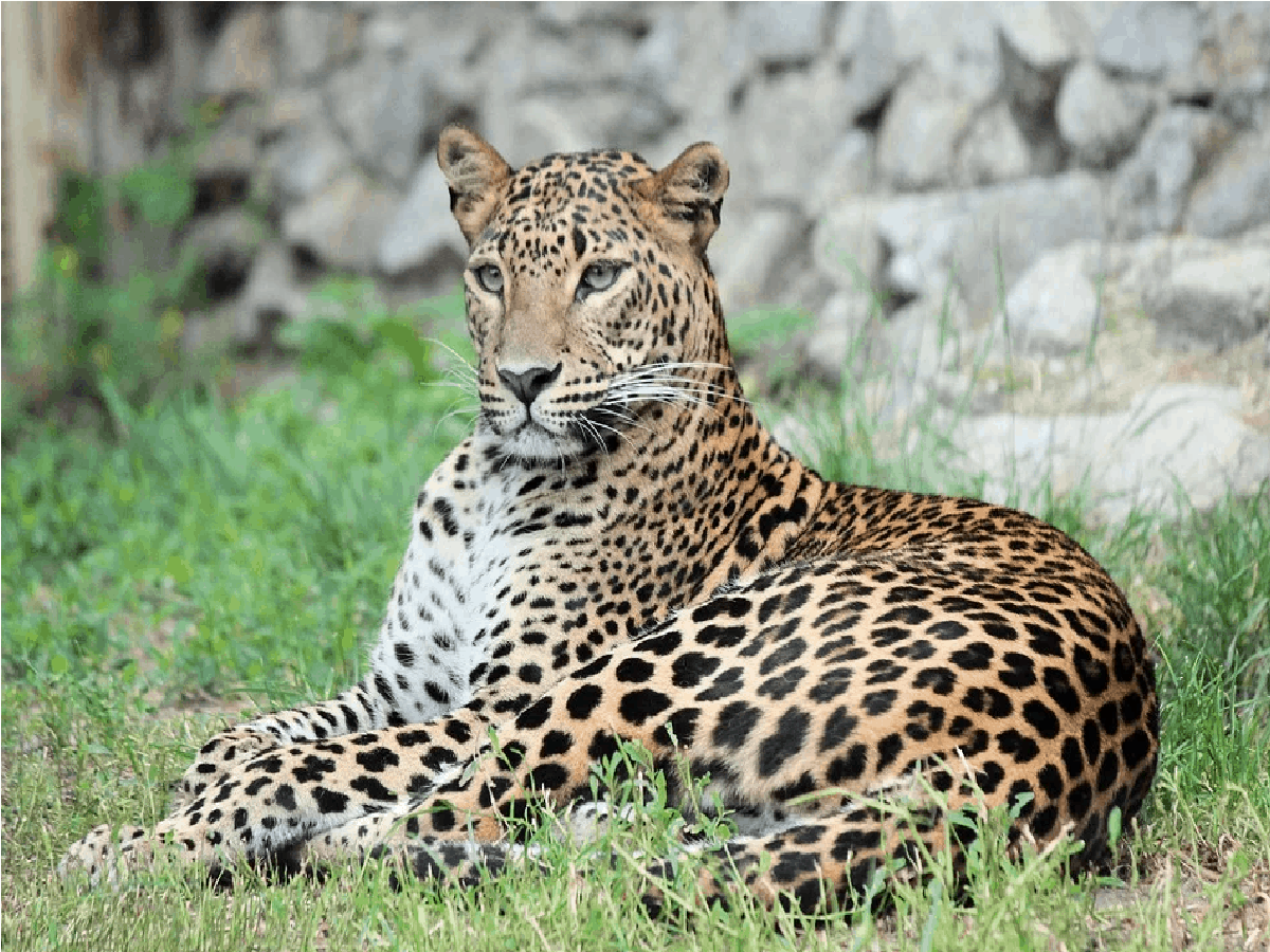 Mumbai woman escapes mauling, scares off leopard with her walking stick!