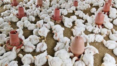 Coronavirus in Hyderabad: 40% drop in sale of egg, chicken