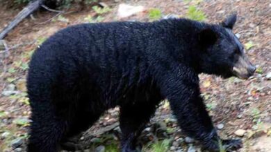 Telangana: Wild bear in Karimnagar residential area captured