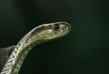 Karnataka: Pregnant woman dies of snake bite in