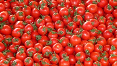 Tomato prices in Hyderabad