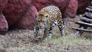 Hyderabad: Leopard scare in Shamshabad, officials on high alert