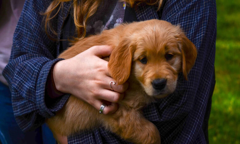 Here's how you can reduce risk of inflammatory bowel disease in your dogs