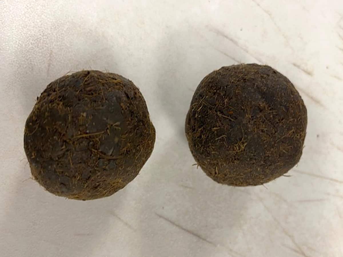 Cow dung cakes found in Indian man’s luggage in US
