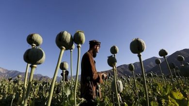 Afghanistan sees 45 pc surge in poppy cultivation, drug smuggling