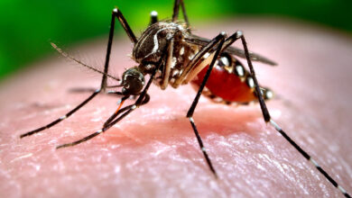 Bangladesh sees 2nd highest daily Dengue deaths in 2023
