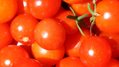 Tomato prices may stay high for another 2 months: Crisil
