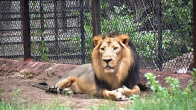 Upasana adopts pair of Asiatic lions at Hyderabad Zoo.