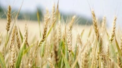 China lifted restrictions on Russian wheat weeks before eruption of conflict: Report