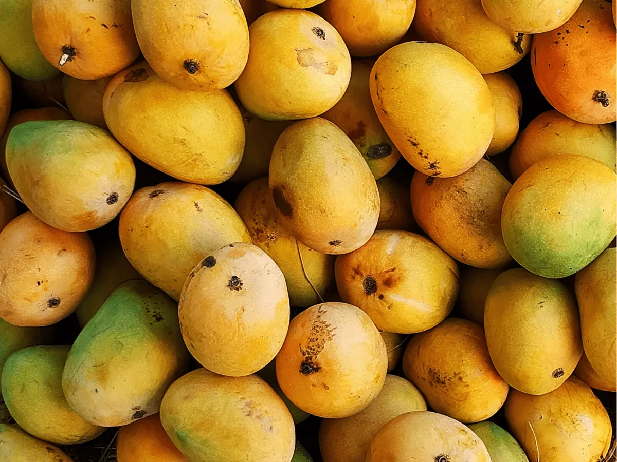 Dharwad mangoes ready to fly Saudi Arabia, America