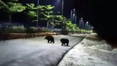 Andhra Pradesh: Bear mauls man to death
