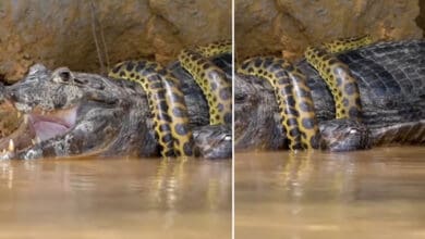 WATCH: Anaconda and Alligator Survival fight captured on cam; Internet guesses who won