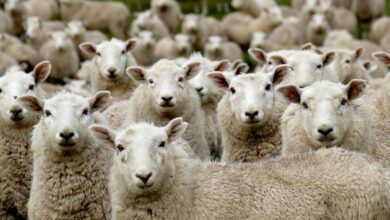 Jordan: Sheep exports to Saudi Arabia resumed