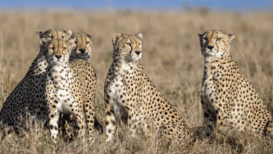 South Africa translocates 12 cheetahs to India