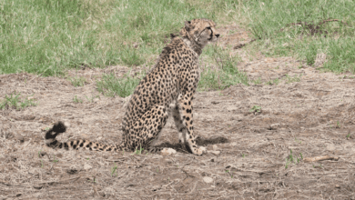 India inks pact with S Africa to bring cheetahs; 12 to arrive in February