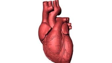 Patients with enlarged hearts have better health: Research