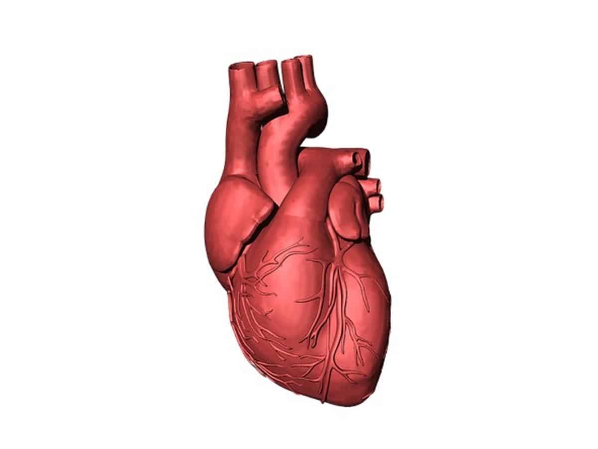 Patients with enlarged hearts have better health: Research