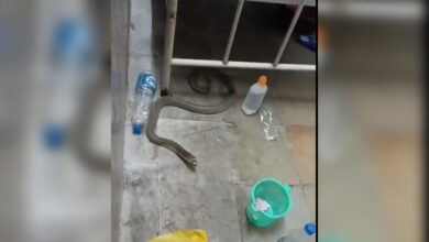 Telangana: Snake found in MGM Hospital in Warangal