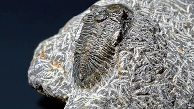 Half-a-billion year old fossilised brain in a tiny sea creature defies textbooks