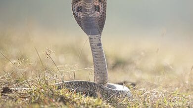Bihar: Man wearing king cobra around his neck, dies of snake bite