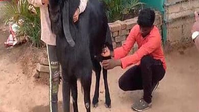 MP: He-goats yielding 'milk' in a goat rearing centre, Burhanpur