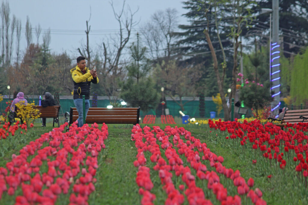 Only a limited number of visitors were allowed to visis the Tulip Garden as it will. be officialy open for visitors from tomorrow