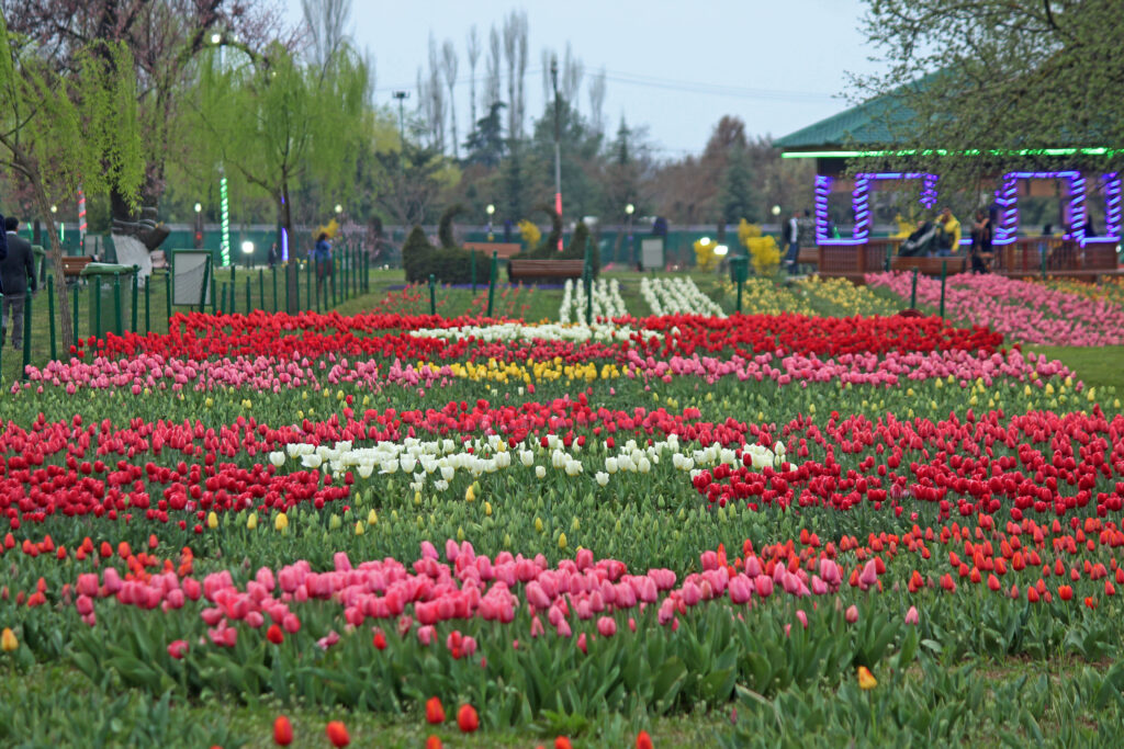 Thousands of tulips are in full bloom in the Asias largest Tulip Garden in Srinagar