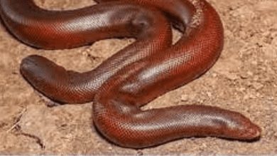 Three arrested for smuggling rare red boa snakes in UP