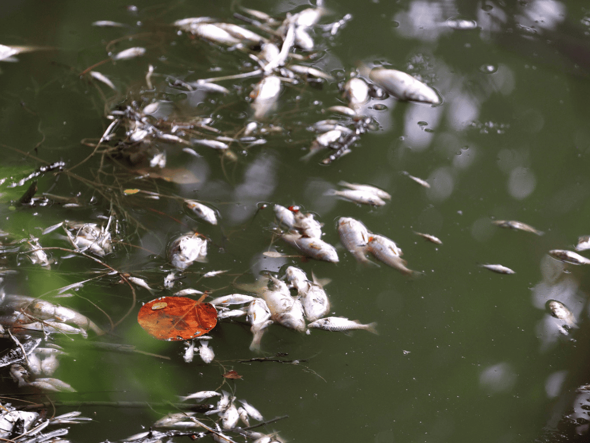 Hyderabad: Several dead fishes surface in Lotus Pond