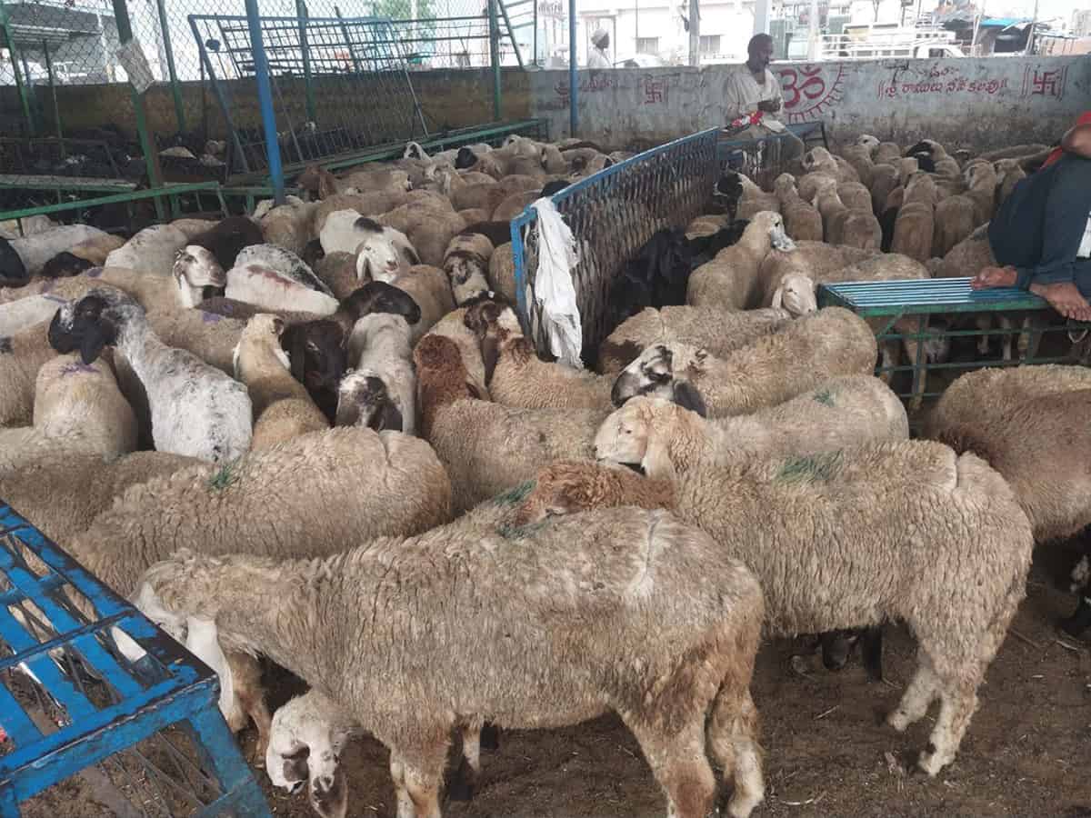 Hyderabad: Jiyaguda sheep market gears up for Eid ul Adha