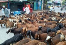 Sheep prices in Hyderabad ahead of Eid Al Adha
