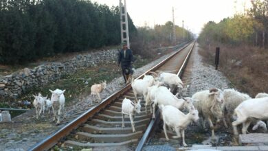 Telangana: 60 goats die after train runs over them in Vikarabad