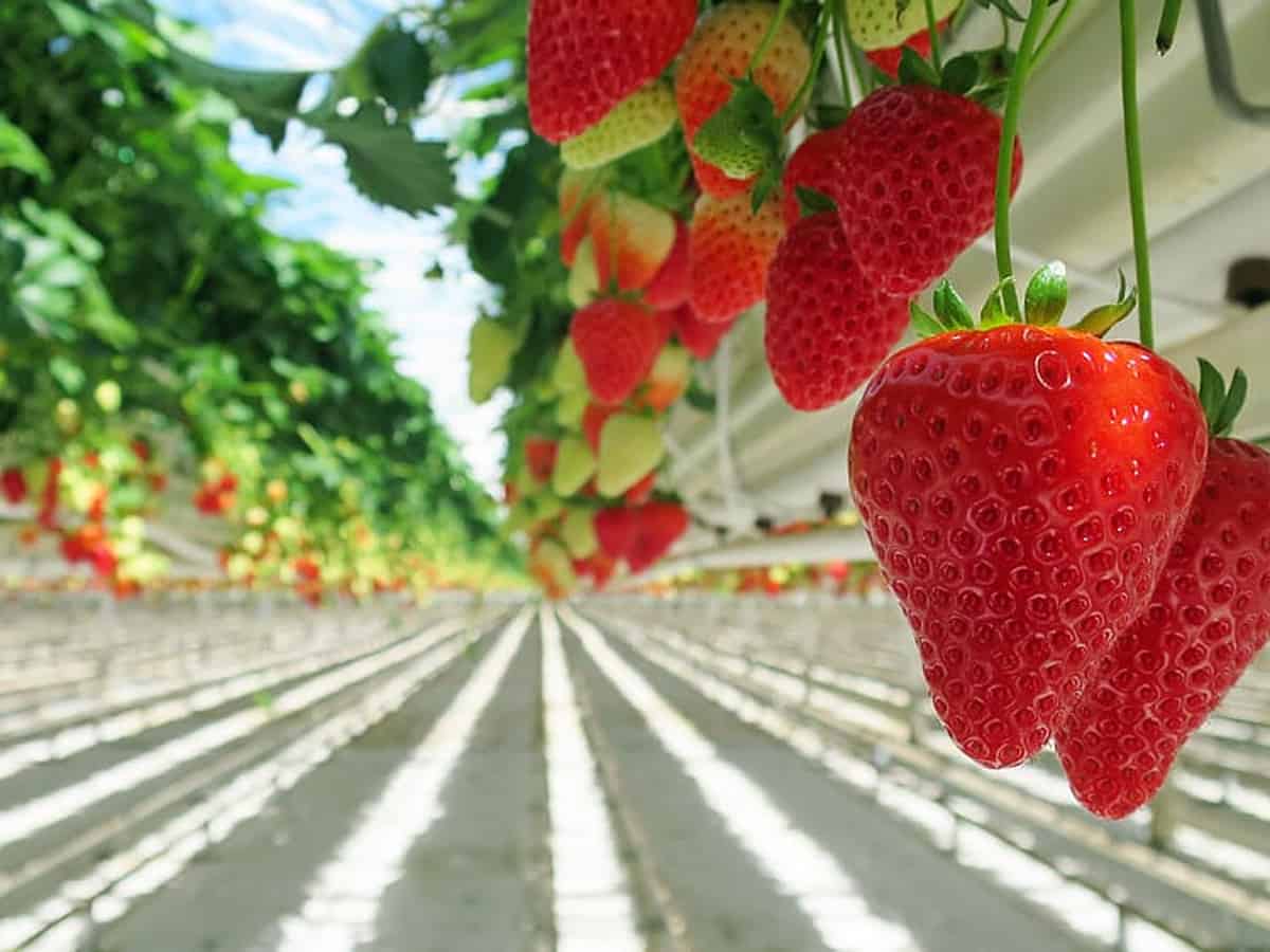 Strawberry production can lead to long-term plastic pollution: Study